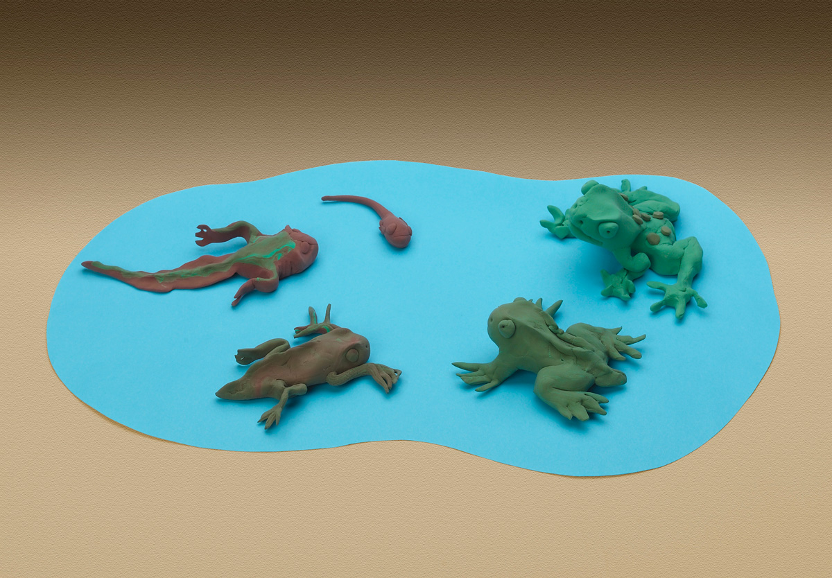Tadpole to Frog